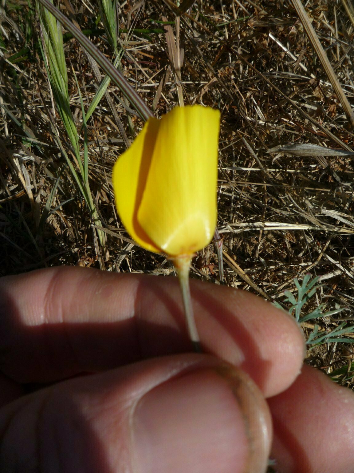 High Resolution Eschscholzia californica Bud